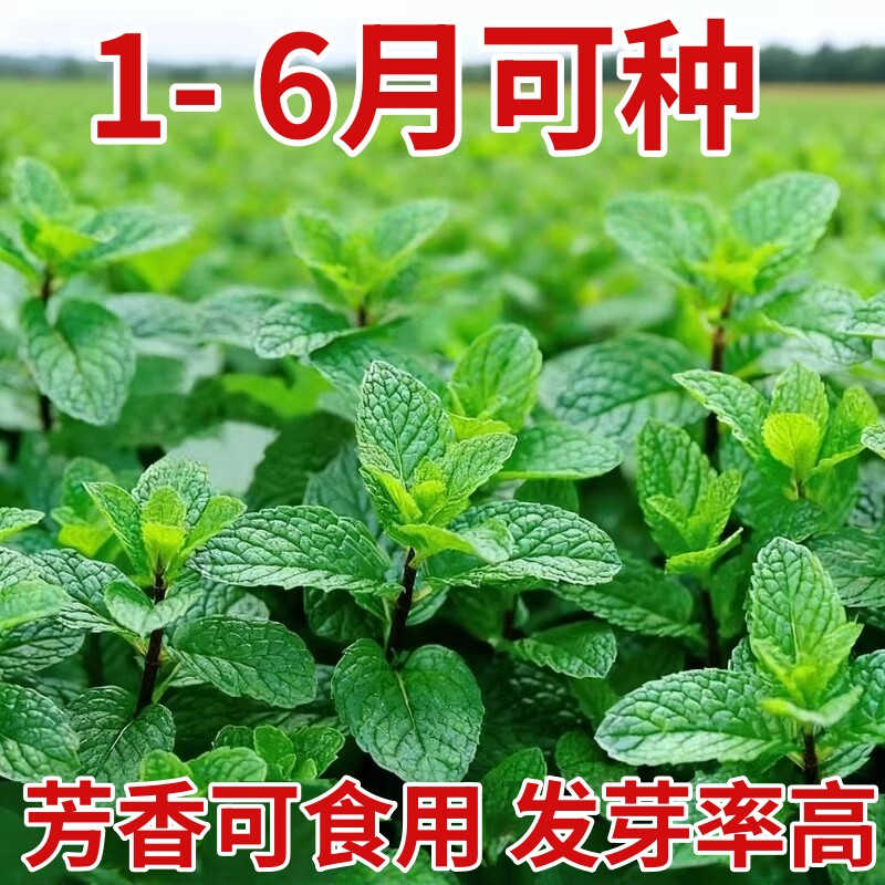 可食用薄荷种子留兰香柠檬苗猫薄荷四季播种室内阳台盆栽花种籽子