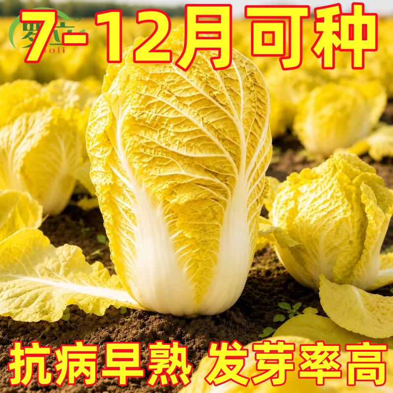 山东黄心秋大白菜种子种籽孑菜种四季秋季冬季籽种蔬菜老品种大全