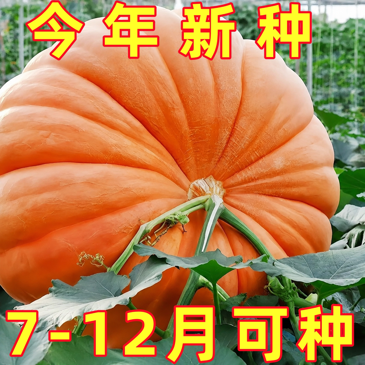巨型南瓜种孑蜜本奶油贝贝南瓜种籽室外庭院阳台四季蔬菜种子大全