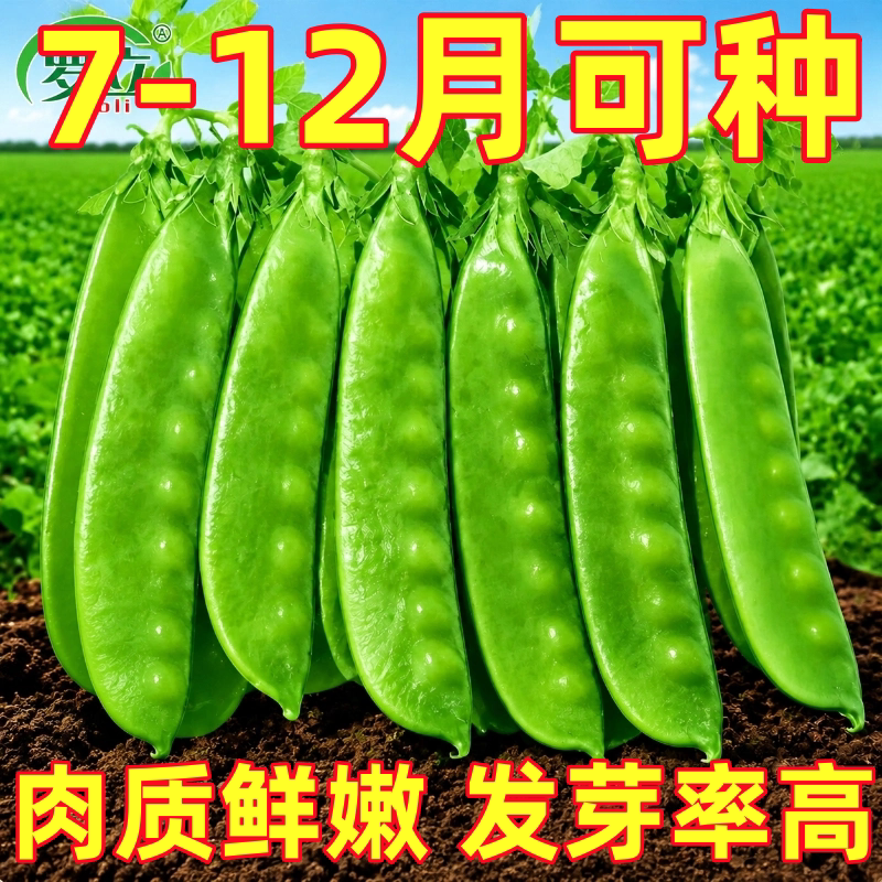 荷兰豆种子正宗豌豆尖苗特大高产大荚软荚四季通用甜脆耐寒老品种