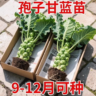 孢子甘蓝苗带土寿光直发蔬菜苗紫抱子甘蓝菜卷心菜包心菜四季菜种