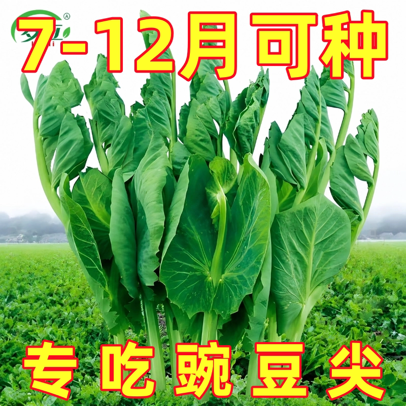 大叶无须豌豆苗种子豌豆尖吃苗四季阳台盆栽芽苗菜秋冬季蔬菜种子