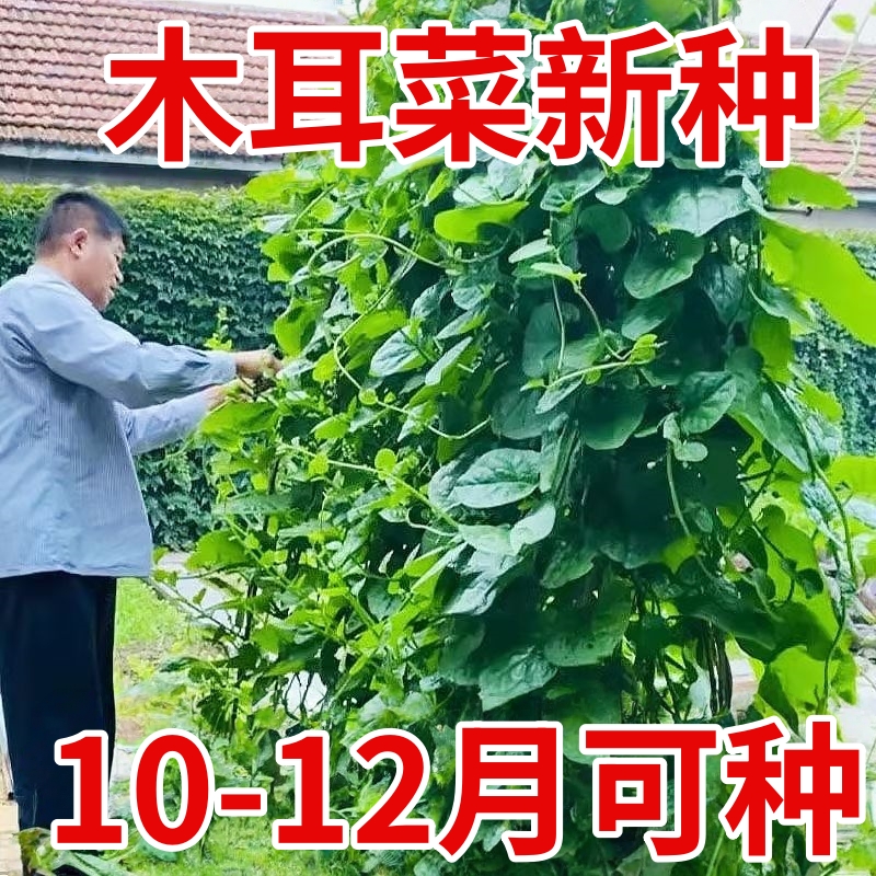 圆叶大叶木耳菜种子小青菜阳台盆栽菜种蔬菜种籽春夏秋季种植秧孑