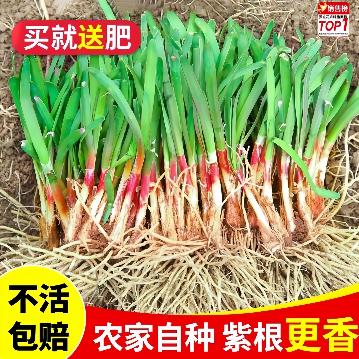 现挖红根宽叶韭菜根苗带土四季种子种籽大叶韭菜根盆栽苗紫根籽种