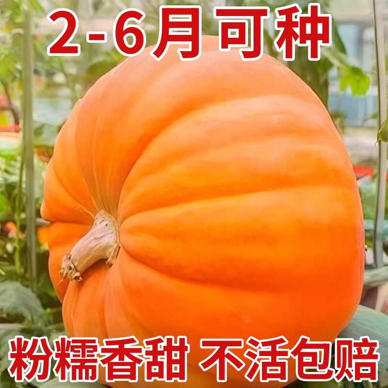 巨型南瓜种孑特大南瓜种子高产抗病四季观赏食用易种蔬菜种籽大全
