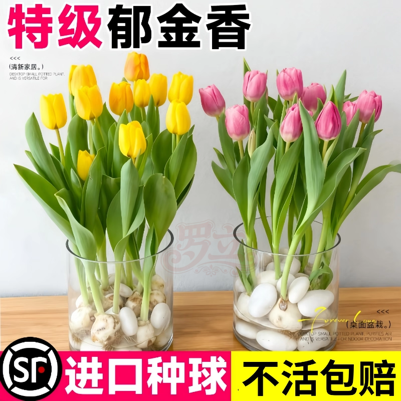 特级郁金香种球四季好养易活水培植物盆栽进口球根花卉当天发货