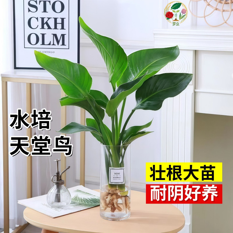 水培天堂鸟盆栽桌面北欧观叶四季常青绿植物室内大叶水养耐阴客厅,鲜花速递/花卉仿真/绿植园艺,水生植物,淘宝优惠券,粉丝福利购,淘宝优惠卷