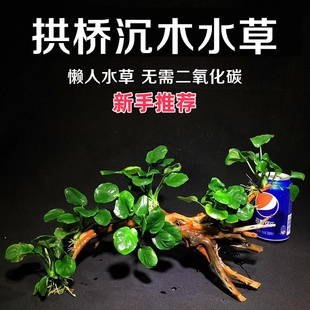 懒人水榕沉木拱桥阴性草鱼缸造景活体水草无土淡水植物莫斯丹麦榕