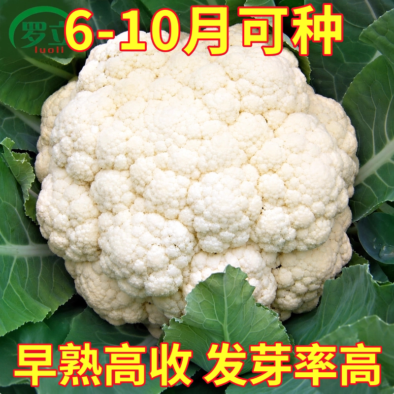 青梗松花菜种子花椰菜花菜种籽菜花苗子耐寒耐热四季蔬菜早熟高产