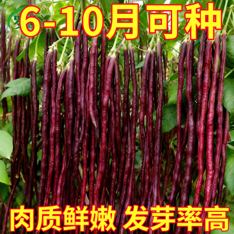 春秋红豆角种子特长红豇豆十月红豆角种籽高产架豆阳台盆栽蔬菜种