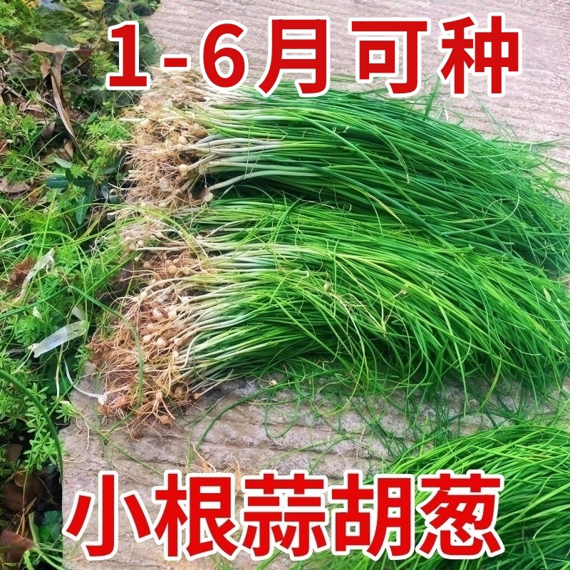 野葱新鲜野菜深山现挖小根蒜胡葱葱百香葱野菜苦藠头种子四季,鲜花速递/花卉仿真/绿植园艺,家庭园艺种子,淘宝优惠券,粉丝福利购,淘宝优惠卷
