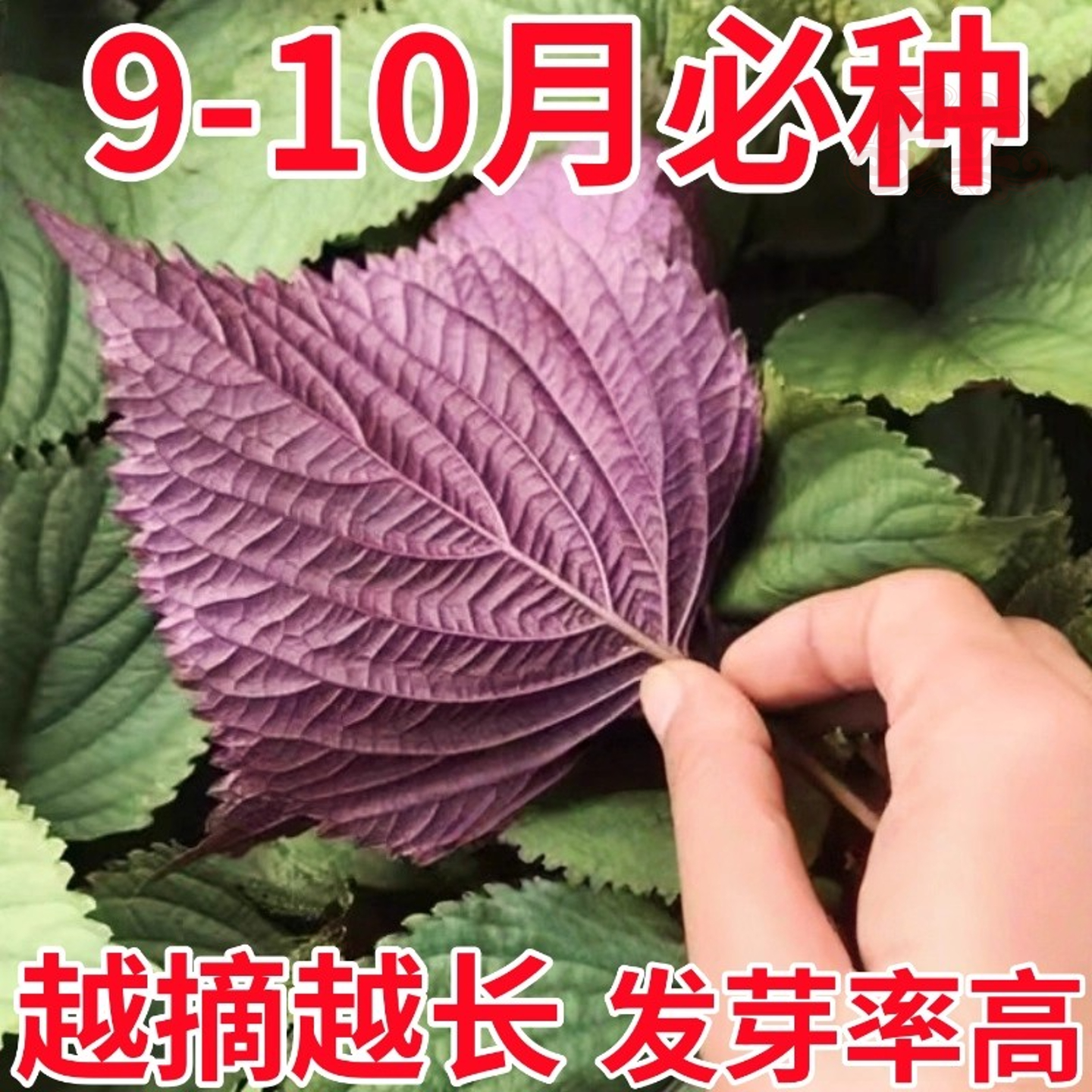 紫苏种子可食用双面红紫苏苗秧四季农家院菜种植耐热蔬菜种子盆栽