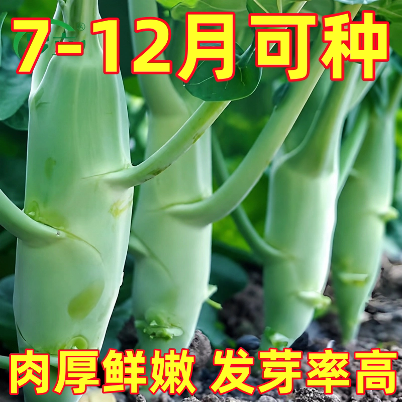 甜脆鸡腿芥兰种子粗条籽芥蓝广东四季菜籽春季秋季蔬菜种籽孑菜种