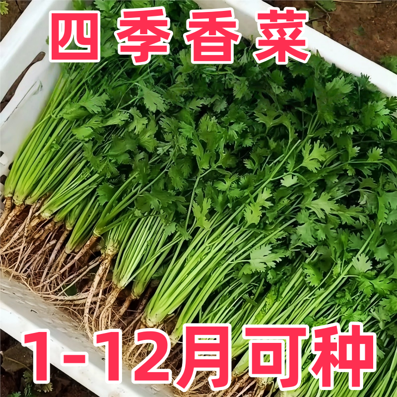 香菜种子大叶速生香菜中籽家庭阳台盆栽芫荽四季耐热耐寒蔬菜籽种