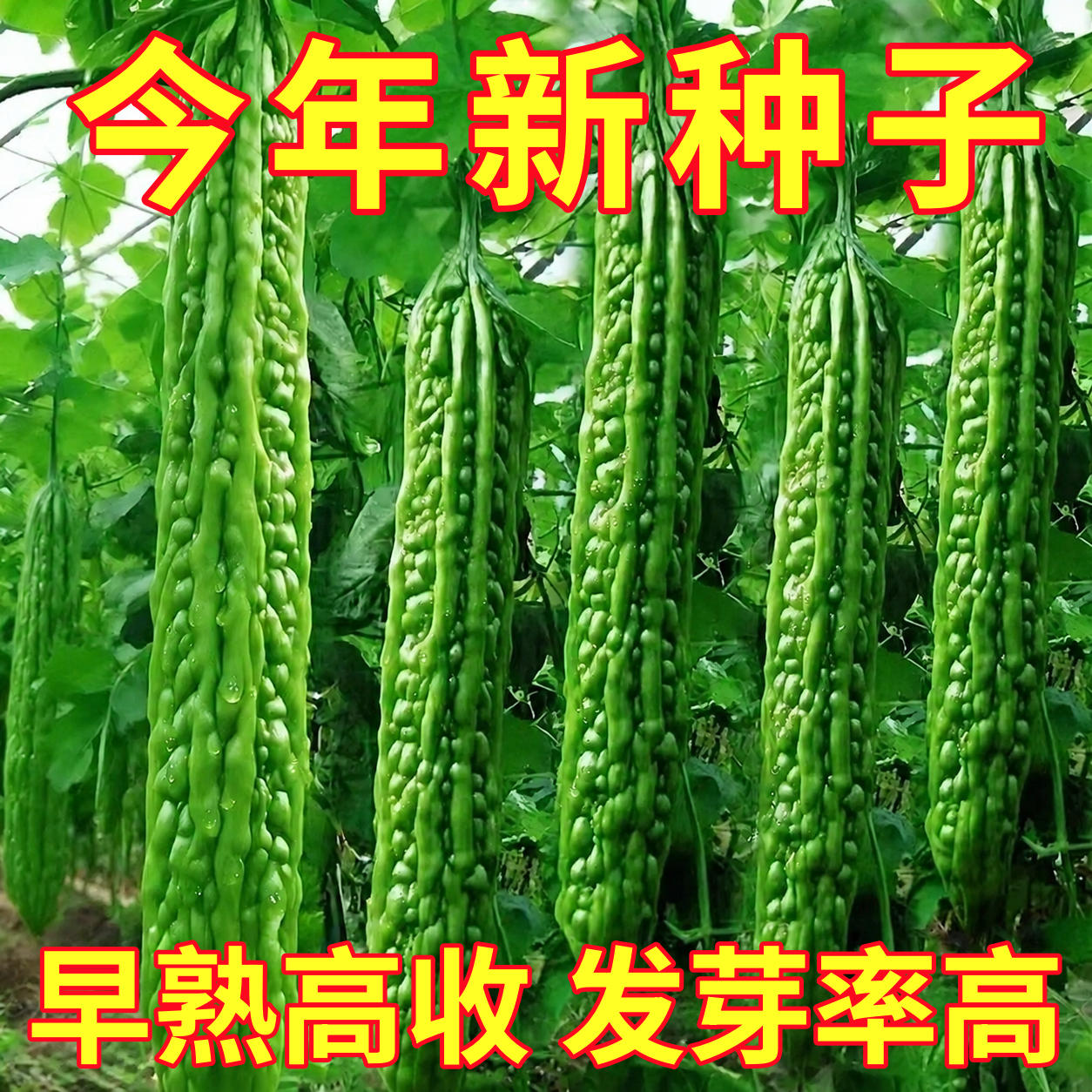 大肉苦瓜秧苗青苦瓜种子高产特大绿油苦瓜肉多四季苦瓜籽蔬菜种子