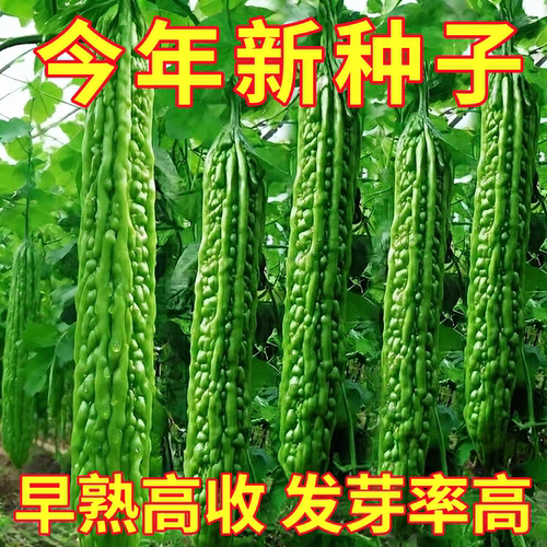 大肉苦瓜秧苗青苦瓜种子高产特大绿油苦瓜肉多四季苦瓜籽蔬菜种子
