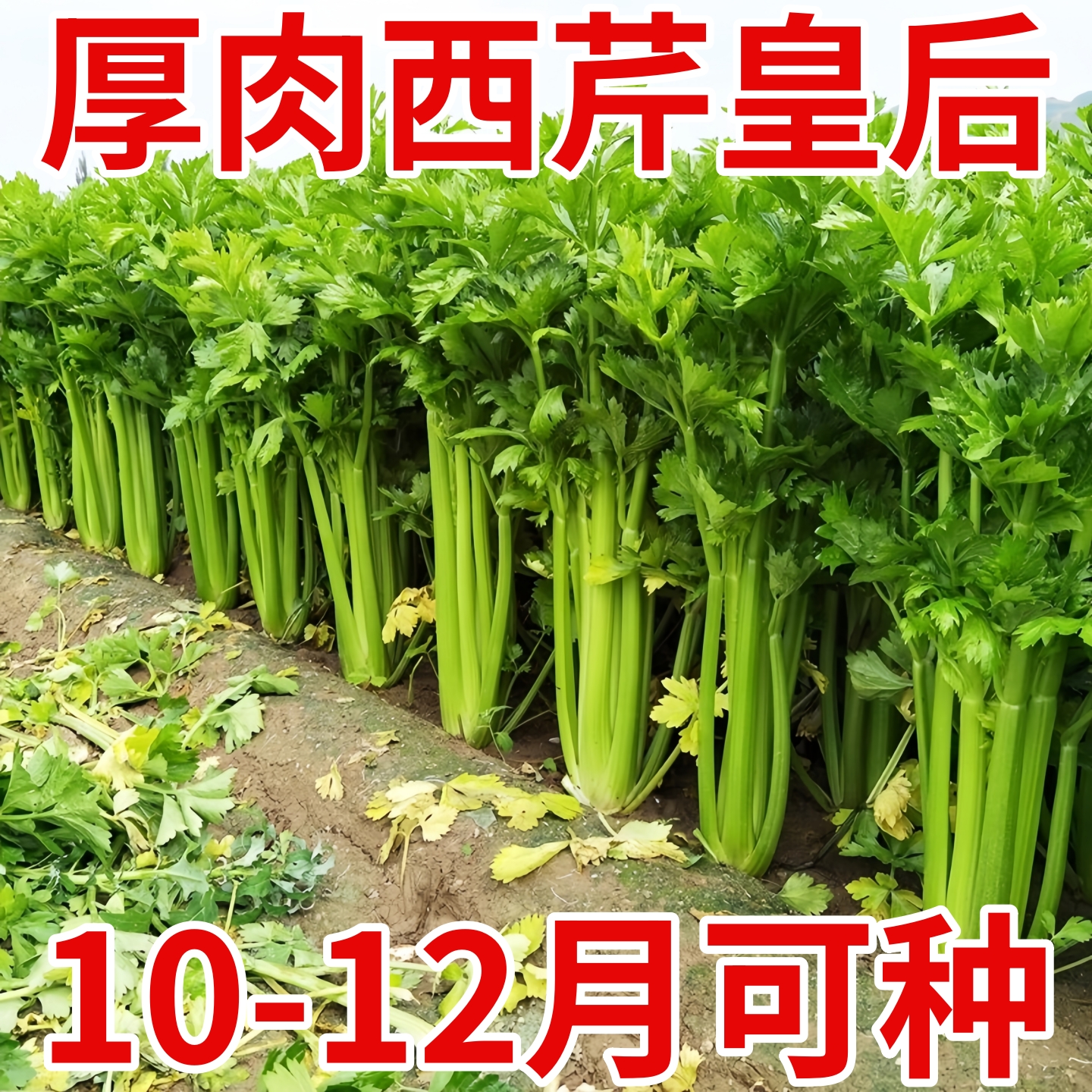 荷兰文图拉芹菜种子蔬菜种子高产芹菜西芹种籽青菜孑大棚禾之元