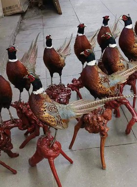 新真鸡七彩山鸡标本静态雉鸡工艺品摆件家禽N模型博物馆展览装饰