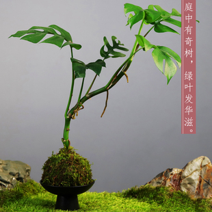 常青盆景 姬龟背竹盆栽苔藓球水培植物室z内绿植客厅净化空气四季