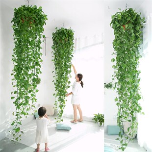 大盆绿萝长藤款 垂吊n植物爬墙绿植长藤吊兰水培绿萝盆栽室内吸甲