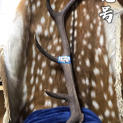 鹿角整枝单支入药v摆件包邮装饰壁挂复古