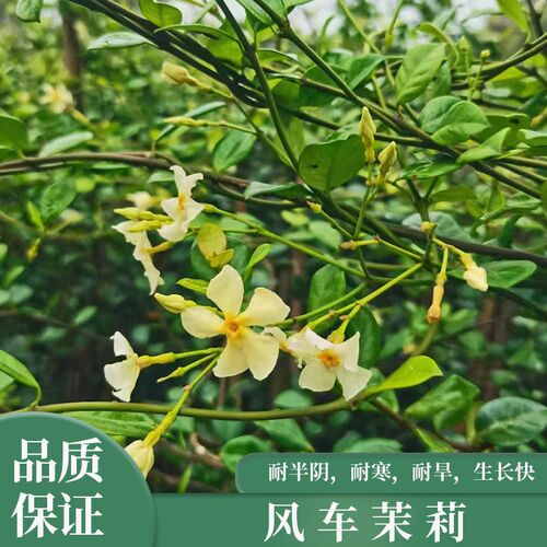 风车茉莉爬藤植物腾o蔓花卉络石藤耐热耐寒四季常绿爬墙藤蔓植物