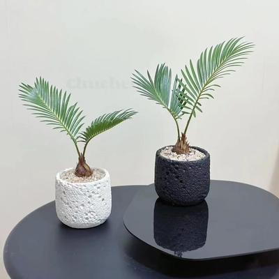 铁树好养植物礼品盆栽苏铁绿植室内客厅办公室桌面摆件耐活新款