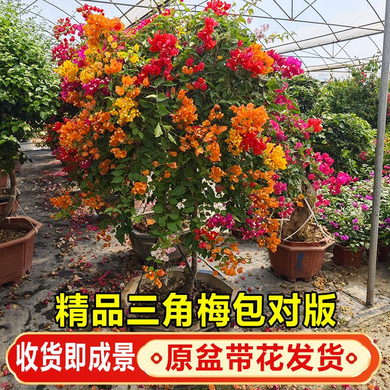 三角梅带花苞盆栽绿植花卉大红花绿樱阳台庭院老桩重瓣花四季开