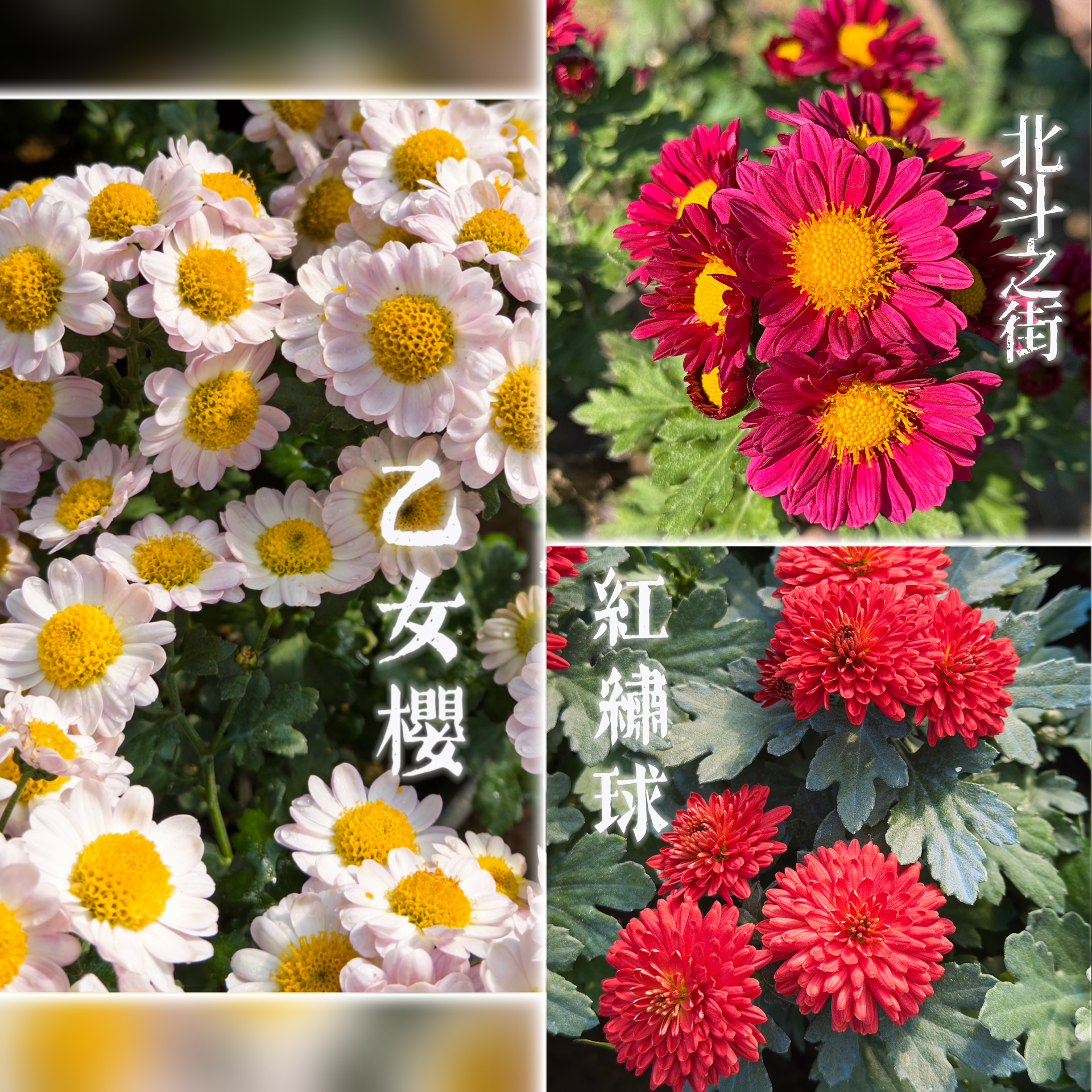 多年生菊花小苗重瓣大花四季可观赏爆盆神器阳台庭院绿植花卉苗
