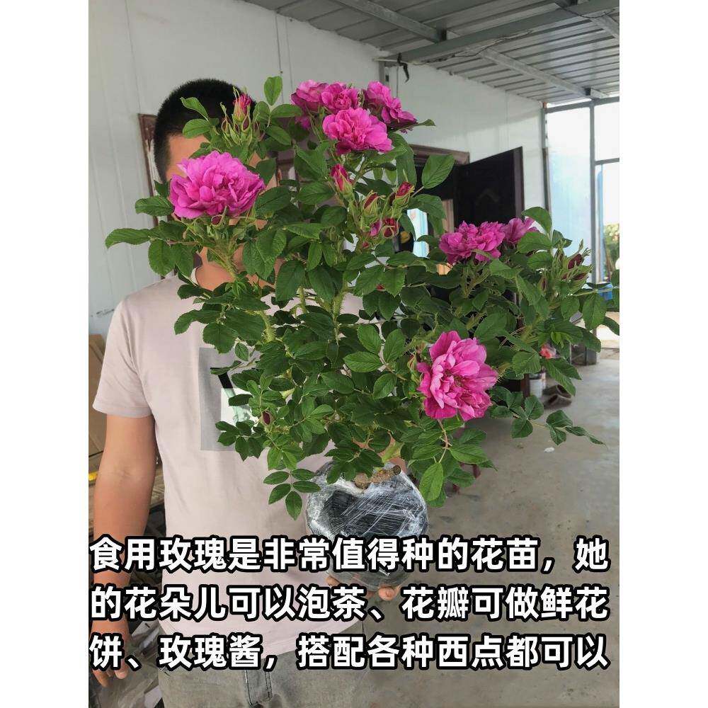 食用玫瑰花苗当年开花大马士革平阴丰花一号浓香阳台庭院盆栽花卉