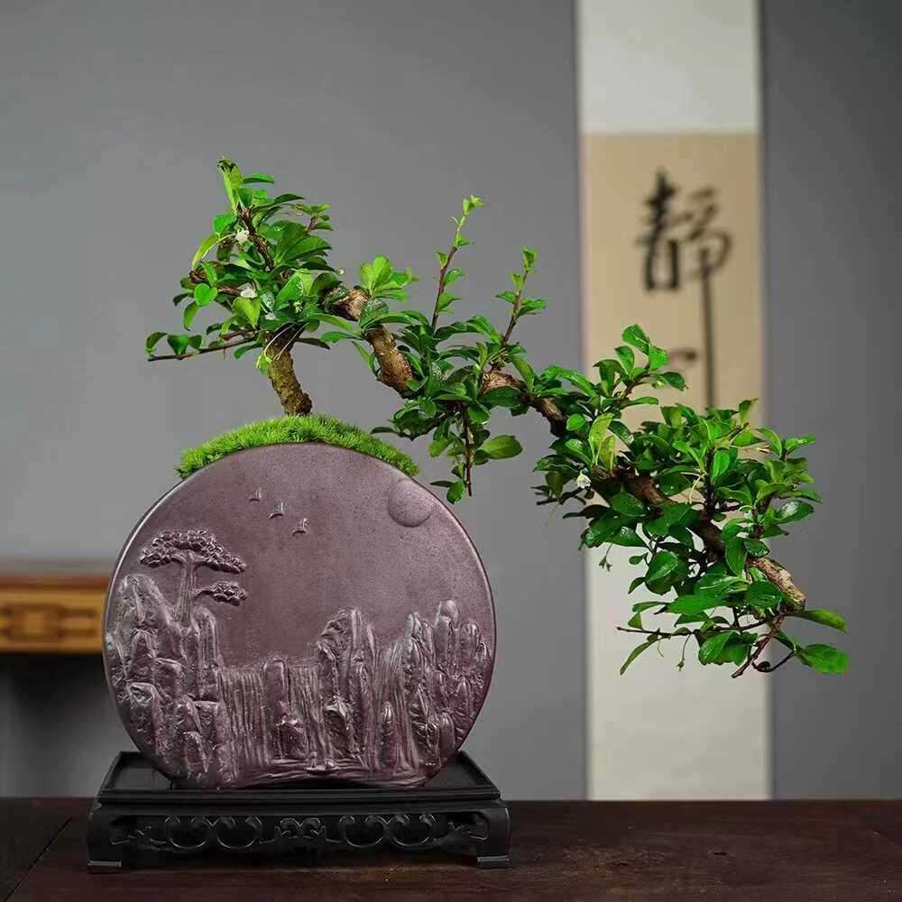 临水飘枝大叶福建茶造型绿植物盆景好养开花室内办公室茶桌盆栽