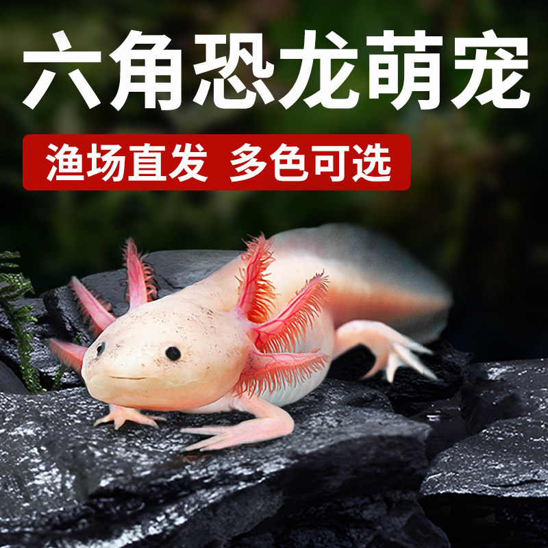 速发六角恐龙鱼淡水美赏鱼蝾螈好养耐鱼免打氧冷水两栖观西螈