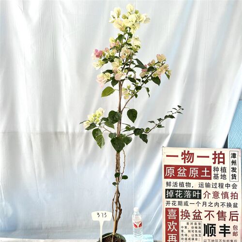 速发高飘【超级玛丽】7一物一拍漳州三角梅原生带盆土四季勤花台