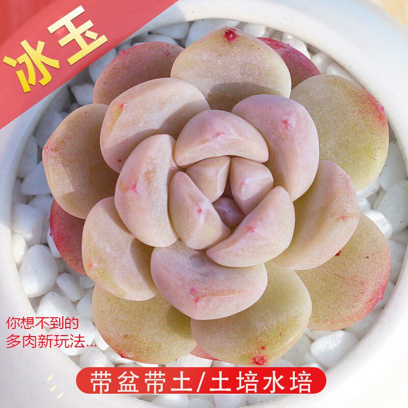 速发冰玉多肉植物花卉室合盆内带盆带土组栽台大颗好养肉肉植物花