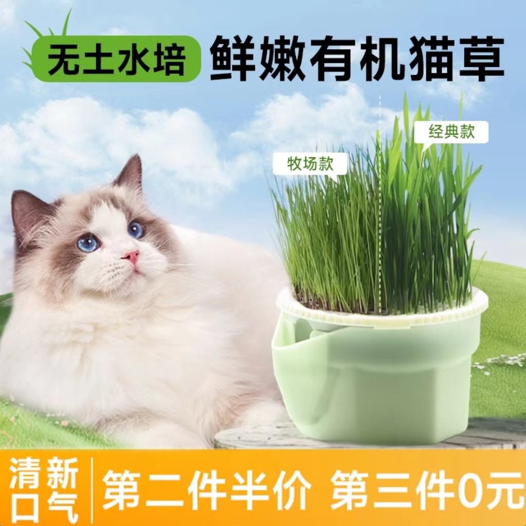 速发森咪猫草盆栽无土水培用毛懒人自种猫草幼森零食化品即食猫草
