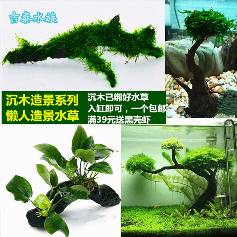 速发沉水水水鱼缸懒人水草草榕莫斯树无土水草树草缸沉木造景木草