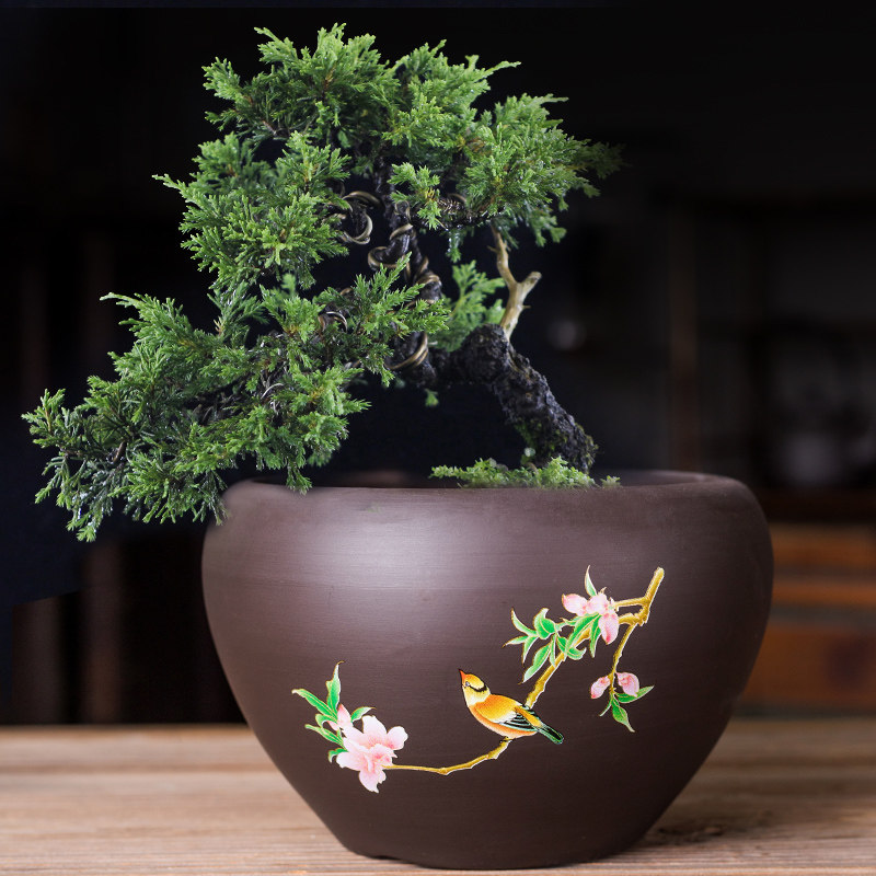 速发瓷萝紫砂花盆陶绿白号粗陶特君子兰兰花草盆文竹大掌多肉
