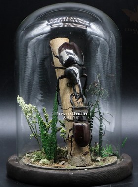 【决斗】大苏工作室甲虫标本x打斗生态微景观玻璃罩摆件兜虫锹甲