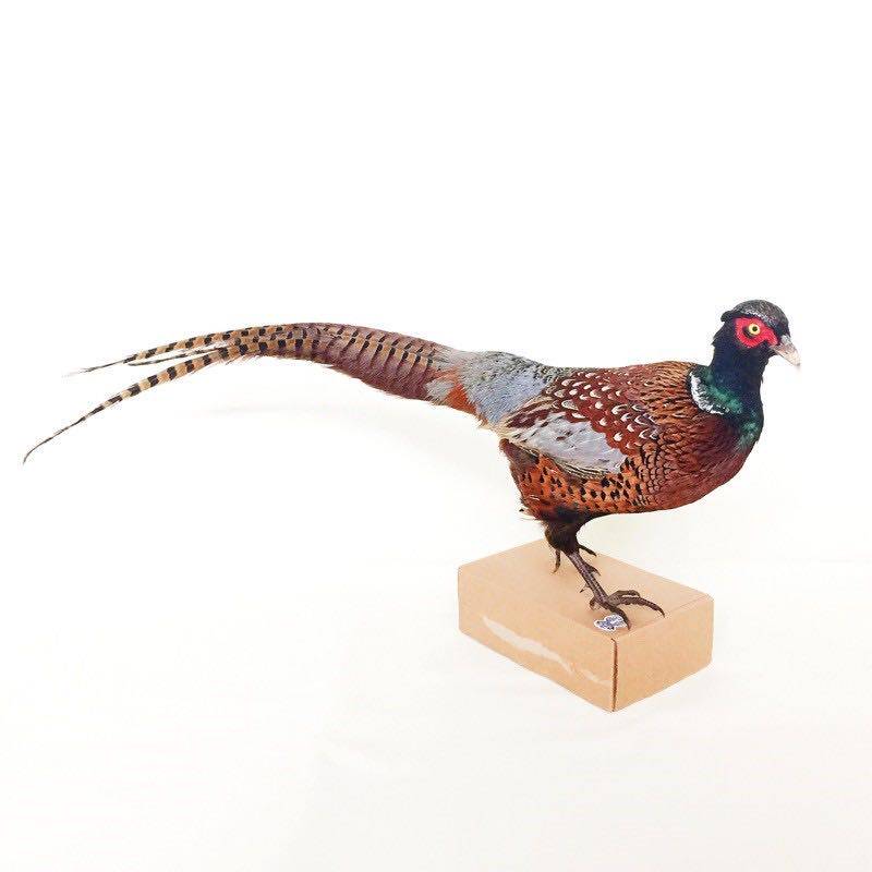新真鸡七彩山鸡标本静态雉鸡工艺品摆件家L禽模型博物馆展览装饰
