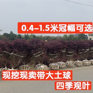 红花檵木树球精品红继木造型植物四F季常红庭院别墅绿化耐寒易成