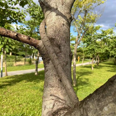 仿真树藤管景观亮化工程枯树藤蔓人造装饰植物藤条电线.护套穿线