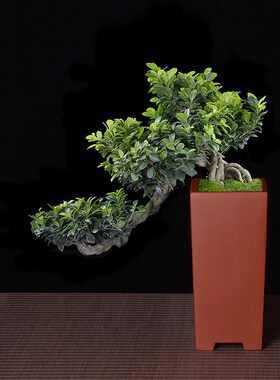 宜兴紫砂四方签筒红色兰花盆紫色绿植中国风花卉小盆W栽桌面陶瓷