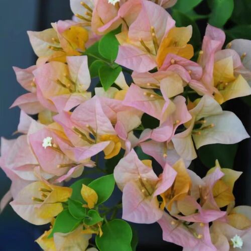 金色光辉三角梅四季开花超勤花阳台庭院爬M藤黄色复古色渐变品种