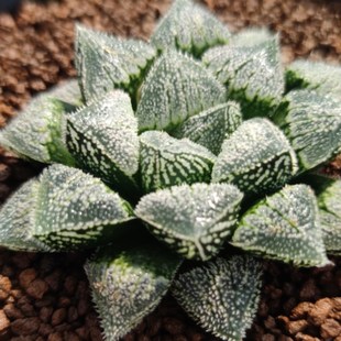 多肉植物瓦苇十二卷天q使寿6厘米实物拍照可选带盆土发货包邮韵达