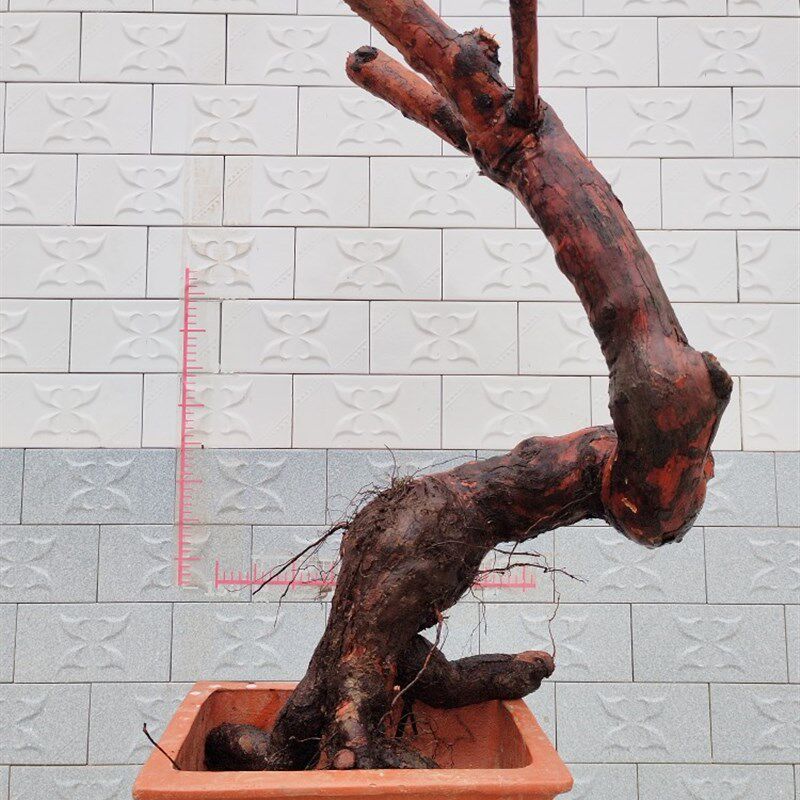 山木香老桩嫁接月季花玫瑰蔷薇花苗E砧木庭院盆景树桩果汁躲藏月