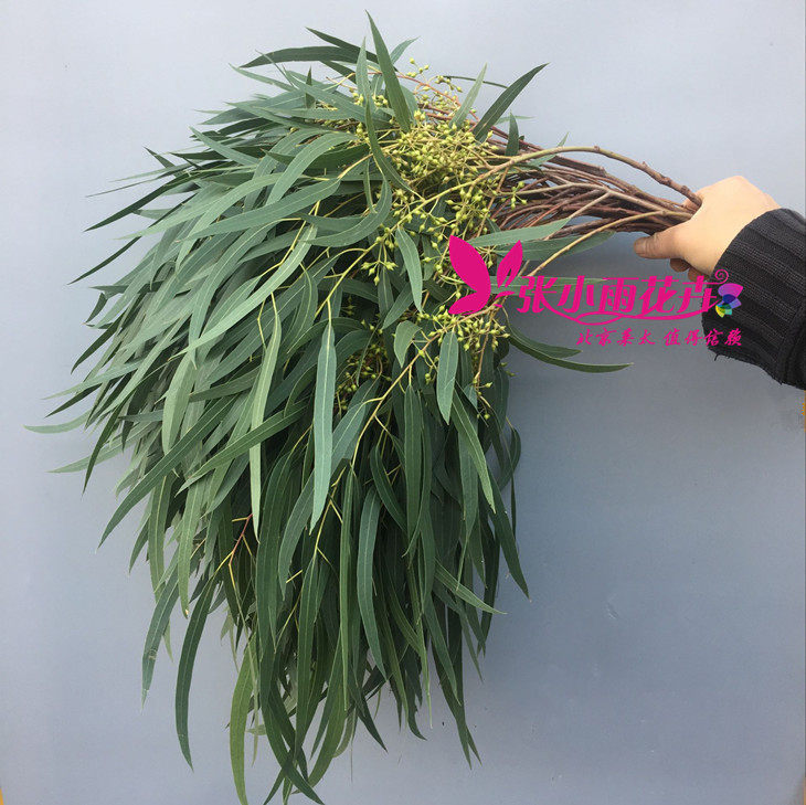 干花制作 带米果尖尤加利 家庭DIY插花 K绿柳叶形状水养花同城速,鲜花速递/花卉仿真/绿植园艺,花材,淘宝优惠券,粉丝福利购,淘宝优惠卷