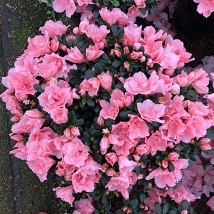 小桃红杜鹃花比利时西洋杜鹃四季开花 室内庭R院花卉绿植盆栽包邮