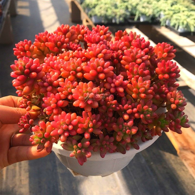 满额包邮多肉【超大虹之玉锦】F老桩红色喜光照带盆土发,鲜花速递/花卉仿真/绿植园艺,多肉植物,淘宝优惠券,粉丝福利购,淘宝优惠卷