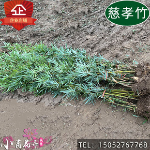 丛生竹子苗慈孝竹庭院种植u风水竹孝顺竹窝竹室外阳台盆栽观赏竹