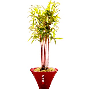 红竹红运竹红寒竹l红色竹子苗庭院阳台室内绿植竹盆栽景竹基地直